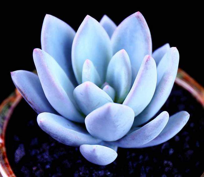 多肉植物对土壤的要求有哪些?