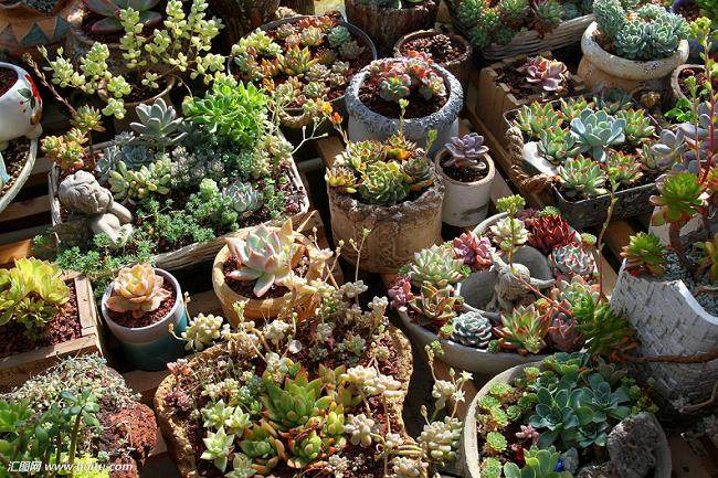 了解多肉植物生态习性 掌握浇水的方式