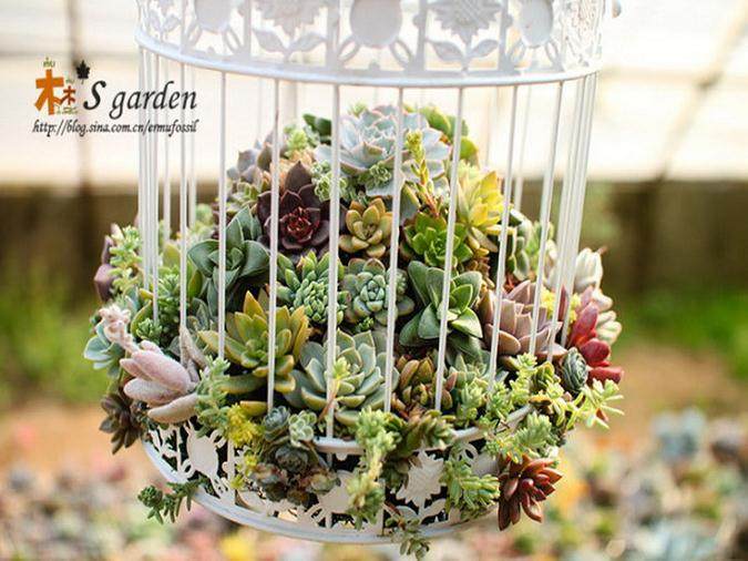 长期散光的绿色多肉植物放在阳光充足的地方