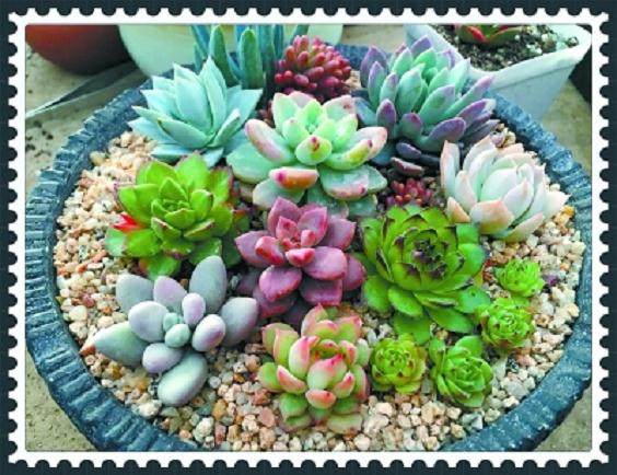 多肉植物景观的营造手法