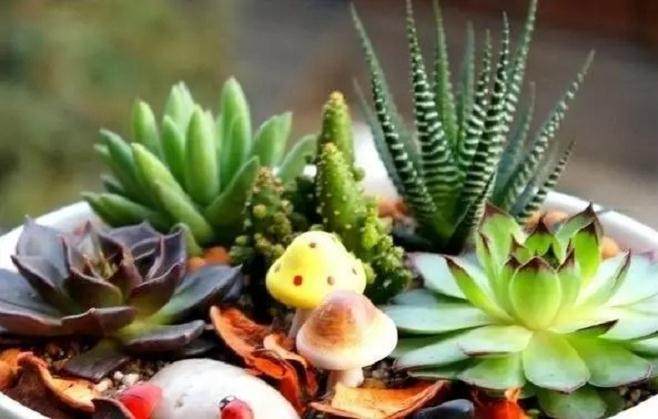 中多肉植物在景观应用设计容易营造异域风格