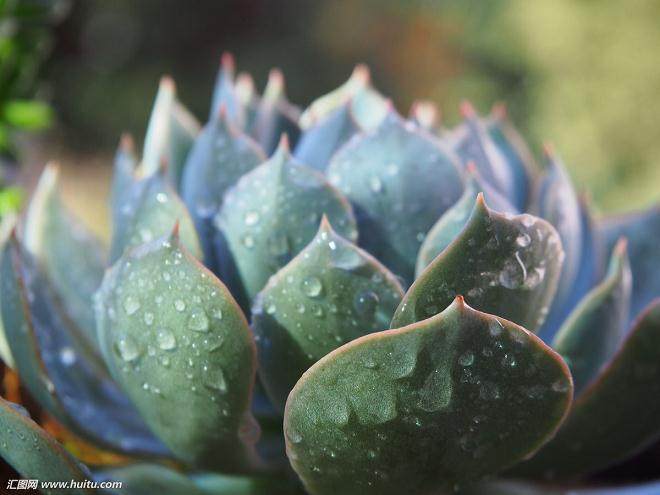 如何加强多肉植物在景观园林绿化中的应用