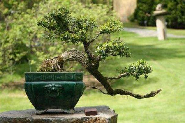 目前如皋有盆景企业100多家 面积8万亩