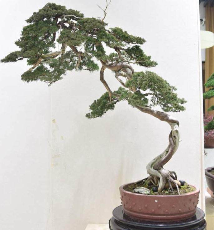 目前如皋有盆景企业100多家 面积8万亩