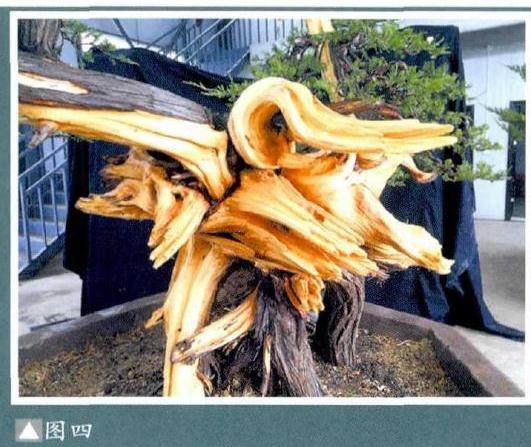 图解 樊顺利演示柏树盆景的造型过程