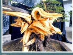 图解 樊顺利演示柏树盆景的造型过程