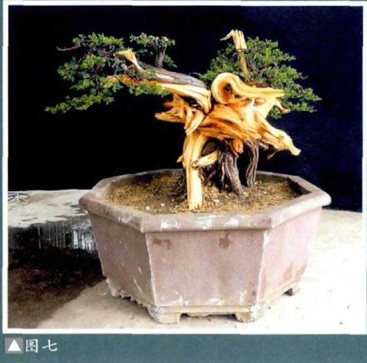 图解 樊顺利演示柏树盆景的造型过程