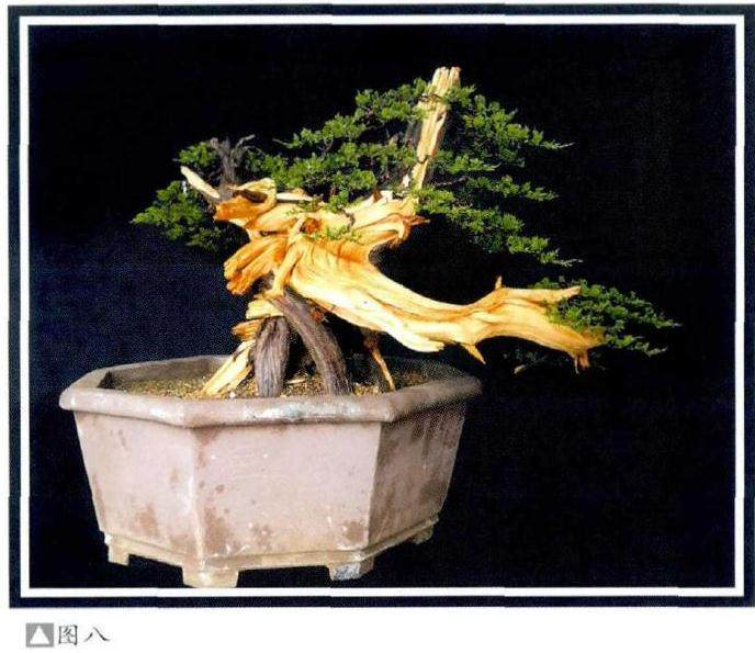 图解 樊顺利演示柏树盆景的造型过程
