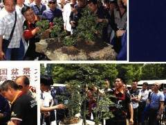 2018BCI国际盆景大师作品展在上海成功举办