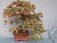 上海植物园盆景举办石菖蒲展