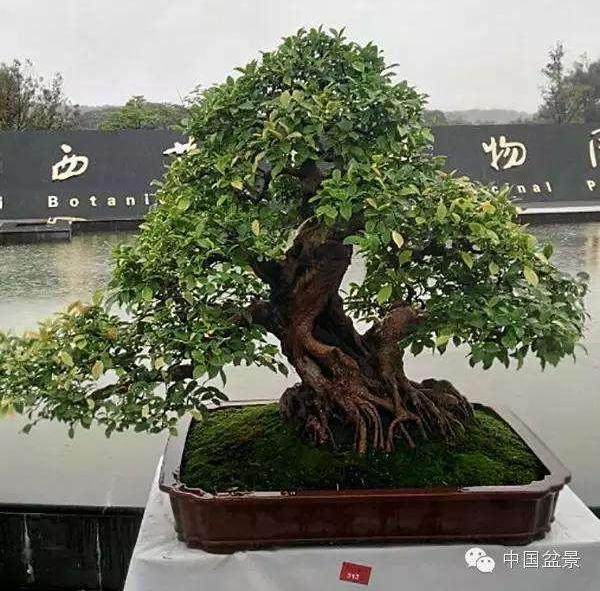 义乌盆景艺术家--楼学文