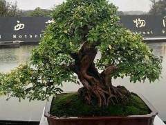 义乌盆景艺术家楼学文