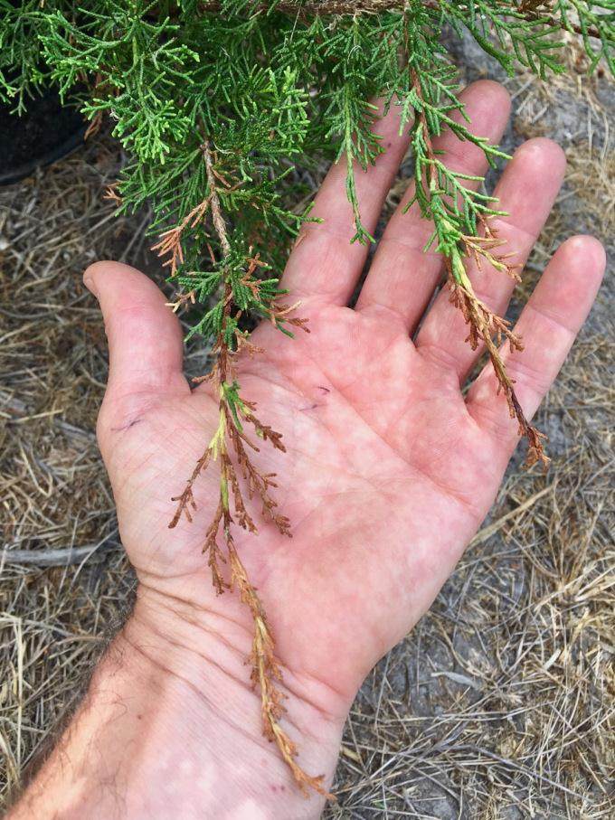 为什么杜松盆景感染真菌会死亡?