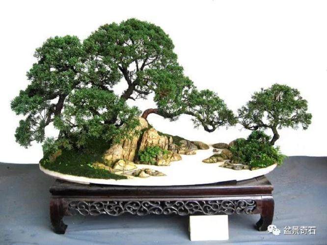 制作丛林盆景的关键因素是什么？