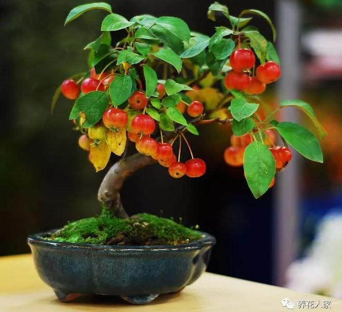 挂果盆景的欣赏和栽植