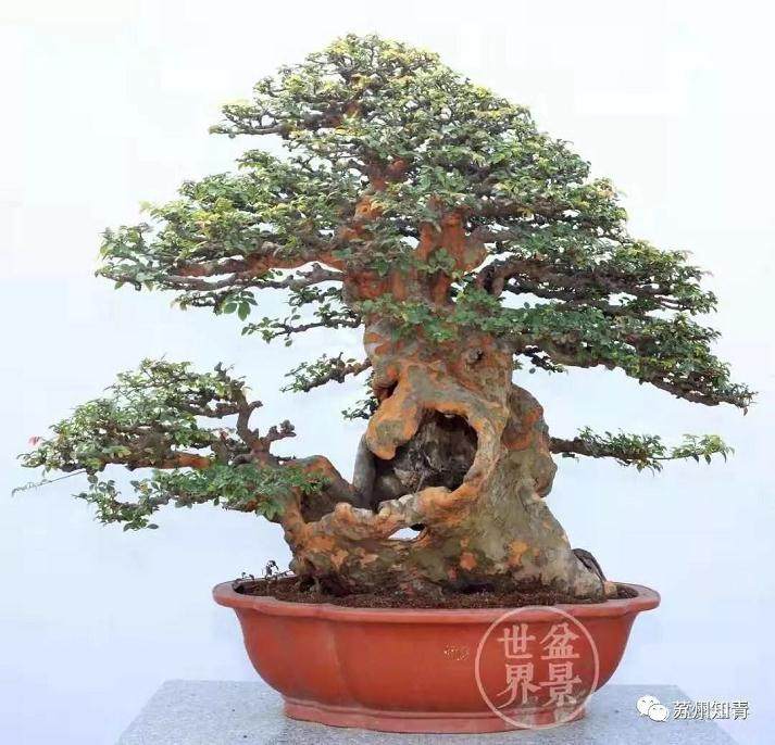 2018国际盆景协会(BCl)中国地区盆景精品展