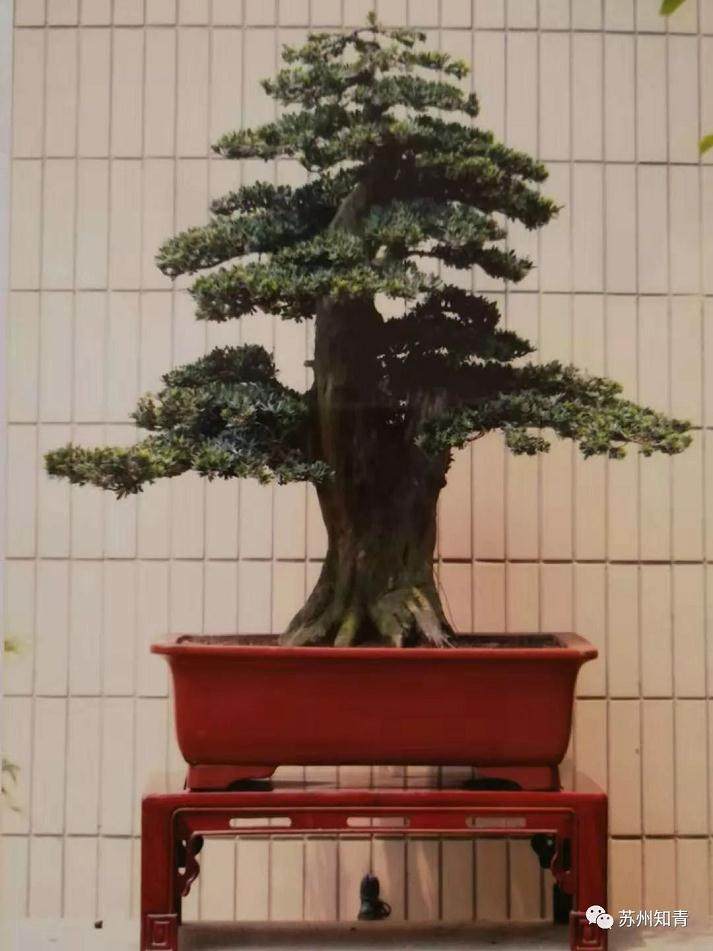 2018国际盆景协会(BCl)中国地区盆景精品展