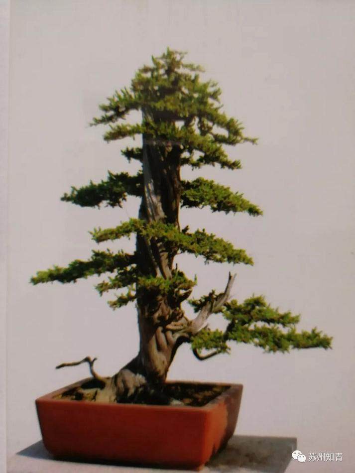 2018国际盆景协会(BCl)中国地区盆景精品展