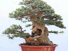 2018国际盆景协会(BCl)中国地区盆景精品展