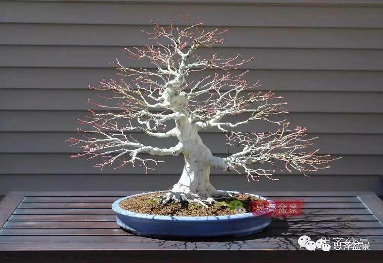 盆景的根盘靠接