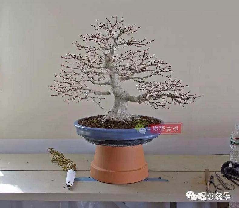 盆景的根盘靠接