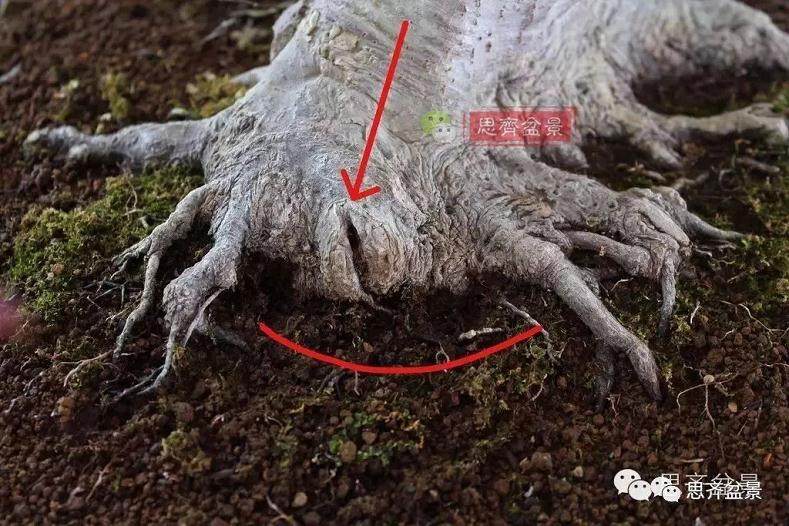 盆景的根盘靠接