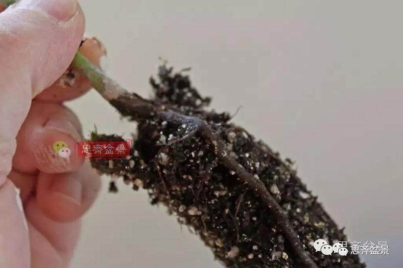 盆景的根盘靠接