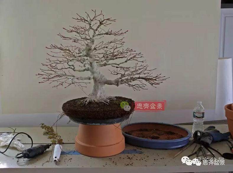 盆景的根盘靠接