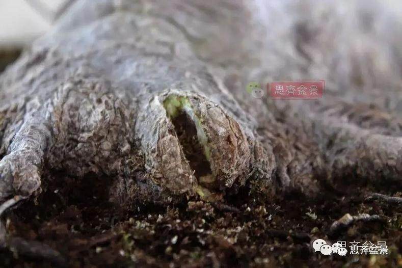 盆景的根盘靠接