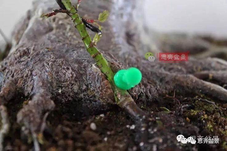 盆景的根盘靠接