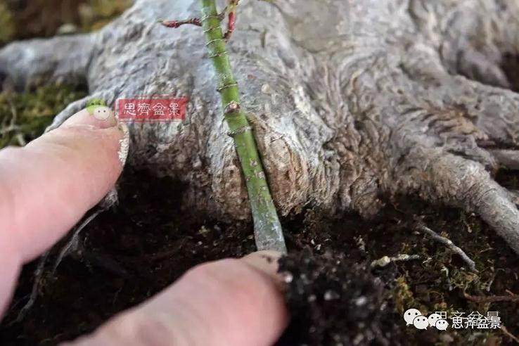 盆景的根盘靠接
