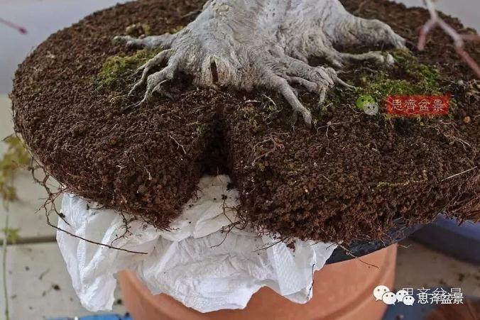 盆景的根盘靠接