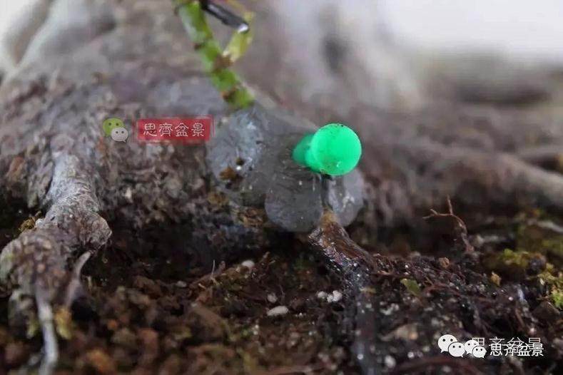 盆景的根盘靠接