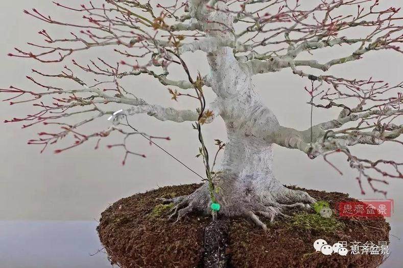 盆景的根盘靠接