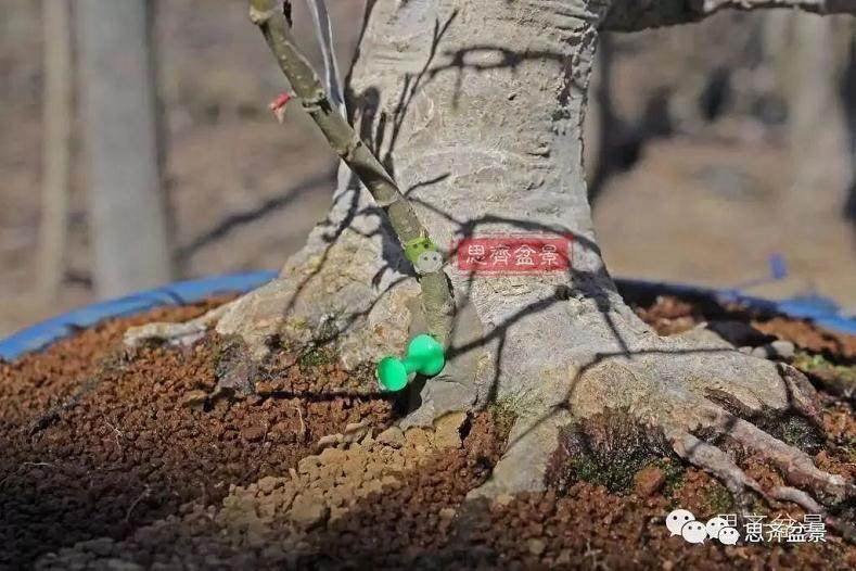 盆景的根盘靠接