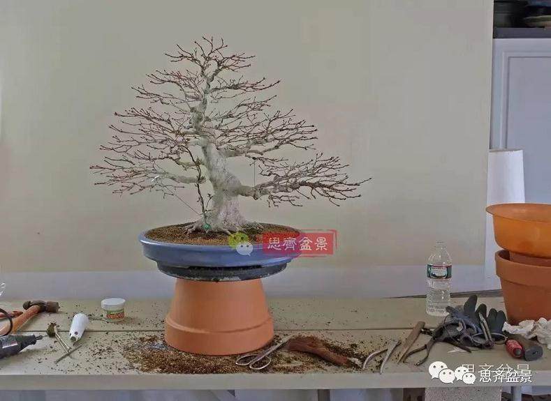 盆景的根盘靠接