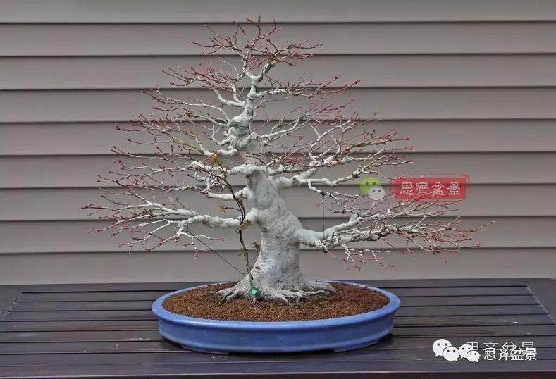 盆景的根盘靠接