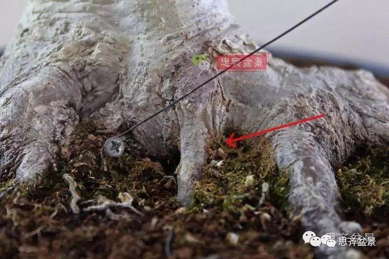 盆景的根盘靠接