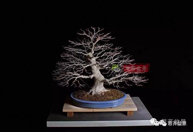 盆景的根盘靠接