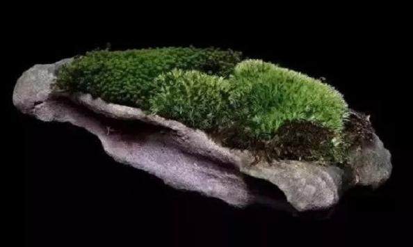 中华盆景系列讲座之现代苔藓盆景