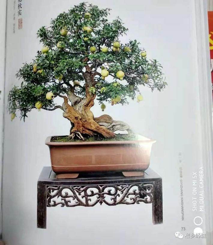 200多年历史的峄城石榴盆景榴色榴香飞榴韵