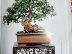 200多年历史的峄城石榴盆景榴色榴香飞榴韵