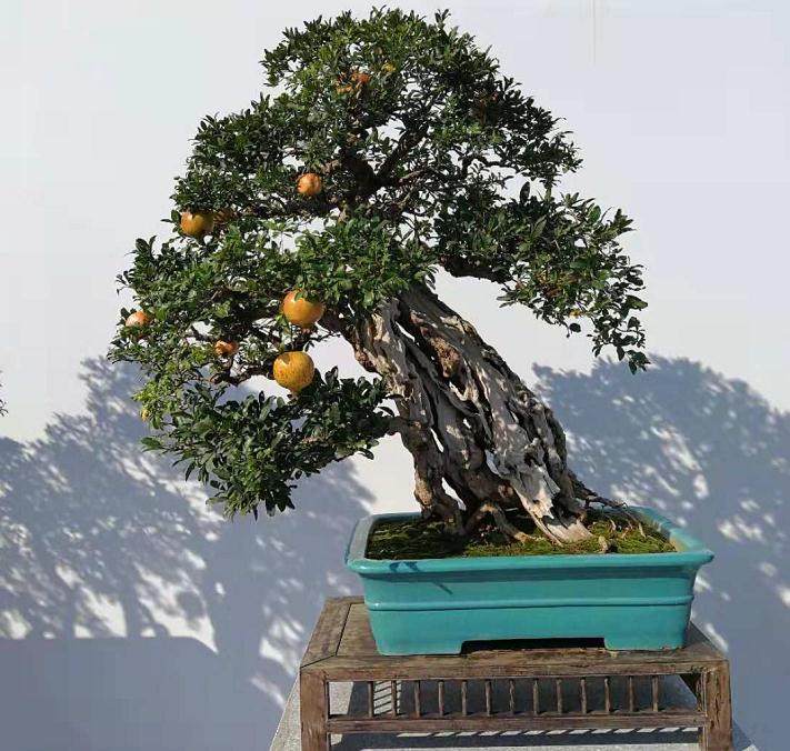 峄城石榴盆景作品接连斩获国家级大奖