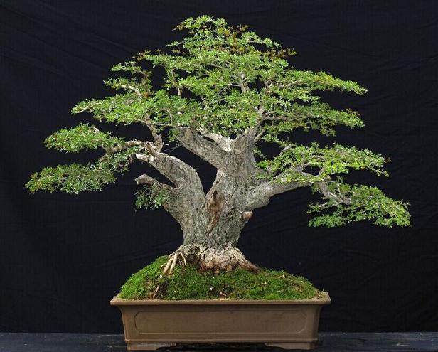 第七届中国（菏泽）盆景奇石艺术展开幕