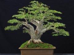 第七届中国（菏泽）盆景奇石艺术展开幕