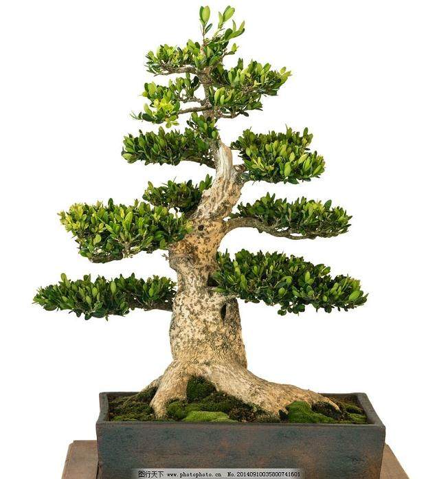 菏泽盆景根雕协会成立大会