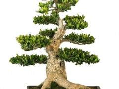 菏泽市盆景根雕协会成立大会