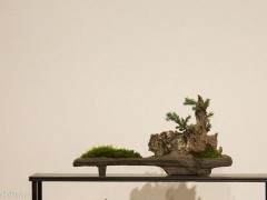 寻找菏泽合作建盆景古桩园