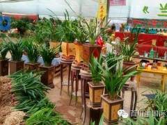 山东青州花卉盆景市场 图片