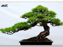 新书发售《盆景的异端邪说》